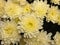 Chrysanthemums White Yellow Flowers