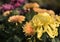 Chrysanthemumï¼ˆDendranthema morifoliumï¼ˆRamat. ï¼‰