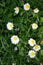 Chrysanthemun leucanthemum, Daisy flower