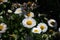 Chrysanthemun leucanthemum, Daisy flower