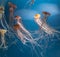 Chrysaora jellyfishes