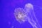 Chrysaora melanaster jellyfish