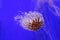 Chrysaora melanaster jellyfish