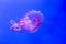 Chrysaora melanaster, Northern sea nettle jellyfish