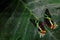 Chrysiridia rhipheus, Madagascan sunset moth, beautiful green and black butterfly sitting on green leaves, endemic in Madagascar.