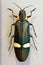 Chrysochroa ocellata is a gemstone beetle or a metal wood-boring beetle of the Buprestidae family.