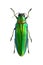 Chrysochroa rajah