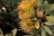 Chrysolepis sempervirens, Dwarf Golden Chinquapin, Bush chinquapin