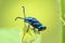 Chrysolina coerulans beetle