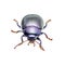 Chrysolina Coerulans Blue Mint Leaf Beetle Insect Macro Isolated on White
