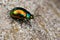 Chrysolina fastuosa colorful beetle