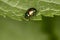Chrysolina fastuosa, colorful beetle wanders on a green leaf, cl
