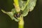 Chrysolina fastuosa, colorful beetles reproduce in the bosom of nature, childbirth