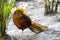 Chrysolophus pictus, golden pheasant beautiful bird with very colorful plumage, golds, blues, greens, mexico