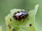Chrysomela lapponica pest beetle on leaf