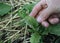 Chrysomelidae leaf beetle eats green radish leaves. Cruciferous flea or Phyllotreta cruciferae