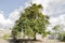 Chrysophyllum Cainito Tree Beneath The Blue Sky