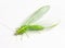 Chrysopidae green lacewing