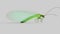 Chrysopidae insect green lacewing isolated 3d illustration