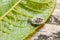 Chrysopidae larva with camouflage with green aphid