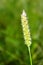 Chrysopogon aciculatus grass flower in nature garden