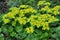 Chrysosplenium alternifolium blooms in nature in spring