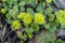 Chrysosplenium alternifolium blooms in the wild in spring