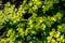 Chrysosplenium alternifolium blooms in the wild in spring