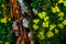 Chrysosplenium alternifolium golden saxifrage wild blooming plant in the forest meadow