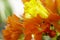 chrysothemis pulchella chrysothemis species also known as sunset bell flower, copper leaf flower, evening bell, velvet flower