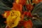 chrysothemis pulchella chrysothemis species also known as sunset bell flower, copper leaf flower, evening bell, velvet flower