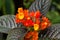 Chrysothemis pulchella flower