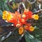 Chrysothemis pulchella flower are orange