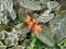 Chrysothemis pulchella sunset bells, black flamingo, copper leaf ; A colorful of yellow flower overlap on orange sepal.