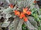 Chrysothemis pulchella sunset bells, black flamingo, copper leaf ; A colorful of yellow flower overlap on orange sepal.