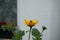 Chrysotoxum insect on Heliopsis flower in the garden in July. Chrysotoxum is a genus of hoverflies. Berlin, Germany