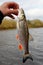 Chub against river landscape