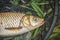 Chub caught by fly fishing. Tenkara