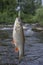 Chub fish on hook on the river background