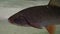 Chub fish - squalius cephalus. Underwater shot of mature chub fish resting on river floor. Fresh water predator fish hunting for