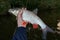 Chub in fisherman\'s hand