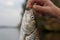 Chub in fisherman\'s hand