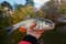 Chub in fisherman\'s hand