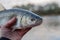 Chub in fisherman\'s hand