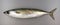 Chub mackerel on grey background