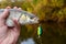 Chub with plastic bait in mouth