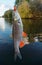 Chub with plastic bait in mouth against river landscape