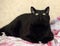 Chubby beautiful Bombay cat