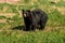 Chubby black bear walking around on the field