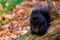 Chubby black squirrel sits on a log